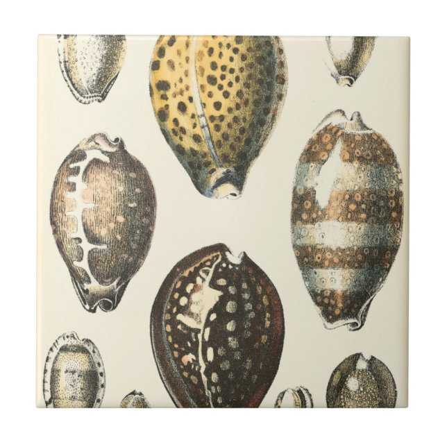 Einzigartig geformte Muscheln Fliese (Vorderseite)