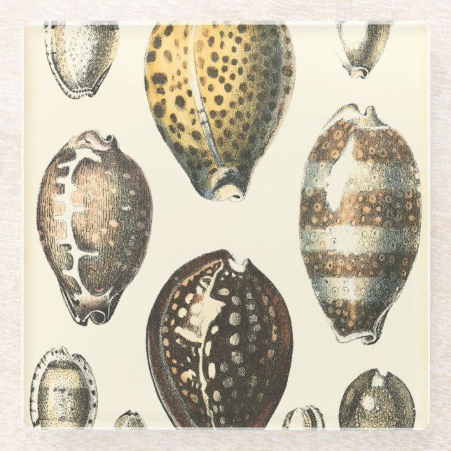 Einzigartig geformte Muscheln Glasuntersetzer (Vorderseite)