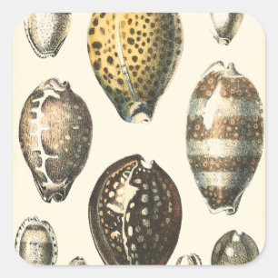 Einzigartig geformte Muscheln Quadratischer Aufkleber
