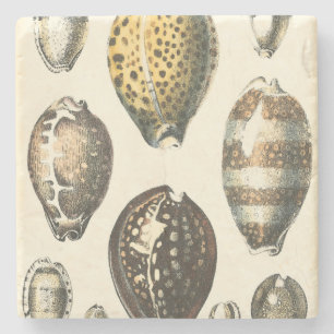 Einzigartig geformte Seashells Steinuntersetzer