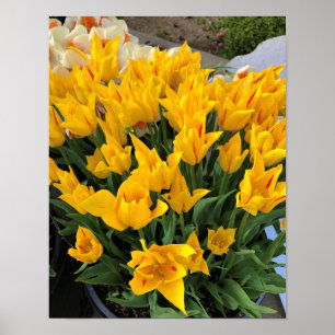 Einzigartige gelbe Tulpen Poster