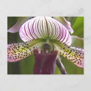 Einzigartige Orchid-Postkarte Postkarte