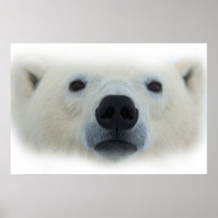 Einzigartiger Chic Polar Bärenkunst - Poster druck