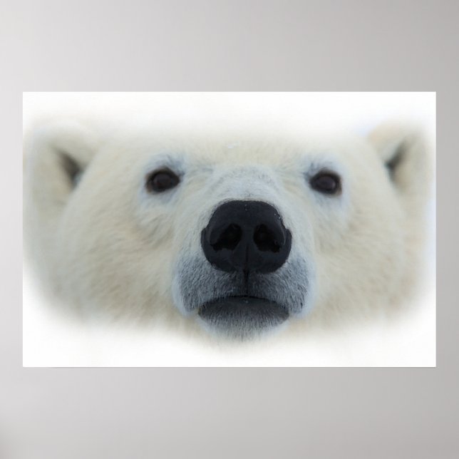 Einzigartiger Chic Polar Bärenkunst - Poster druck (Vorne)
