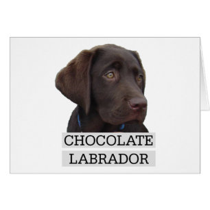 Einzigartiger Entwurf Schokoladen-Labradors!