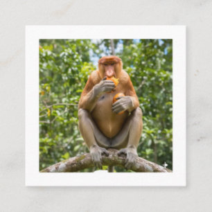 Einzigartiger Proboscis-Affe Borneo-Wildlife-Aufkl Quadratische Visitenkarte