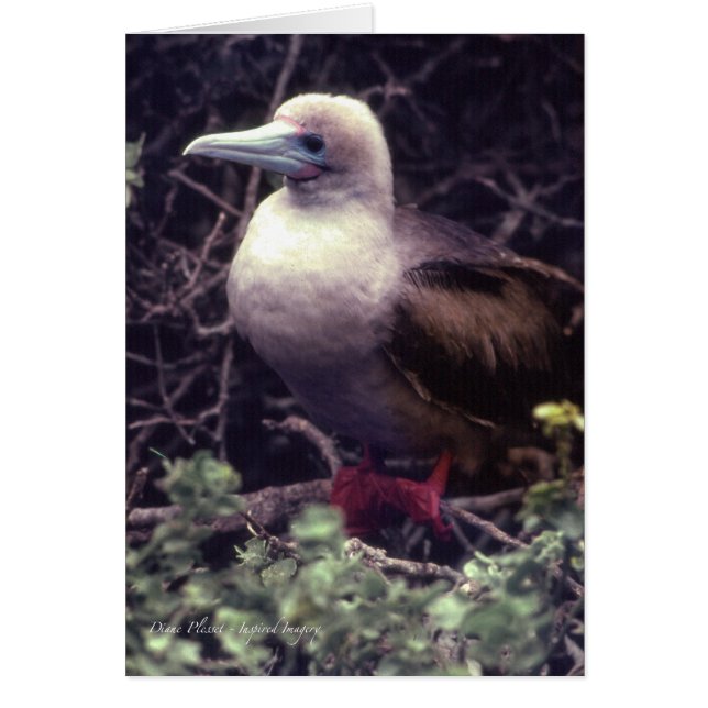 Einzigartiger Rot-Füßiger Vogel (Vorne)