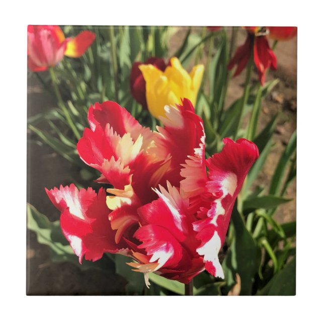 Einzigartiger Rot-Weiß-Tulip Fliese (Vorderseite)