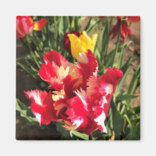 Einzigartiger Rot-Weiß-Tulip Magnet