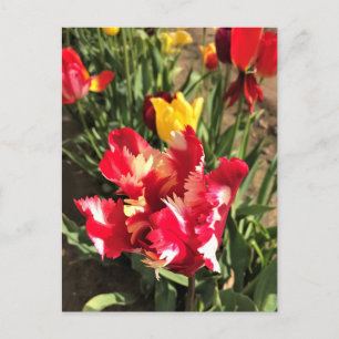 Einzigartiger Rot-Weiß-Tulip Postkarte