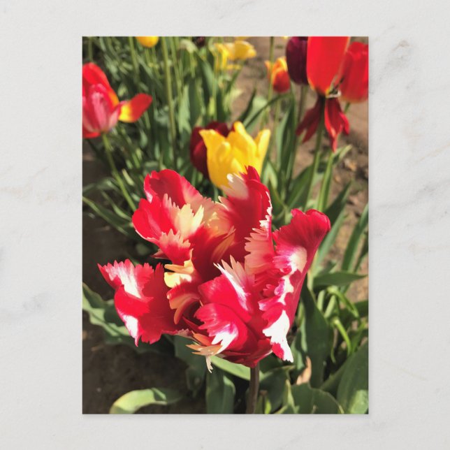 Einzigartiger Rot-Weiß-Tulip Postkarte (Vorderseite)