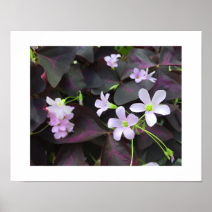 Einzigartiges Lila Kleeblatt Blooms Foto Poster