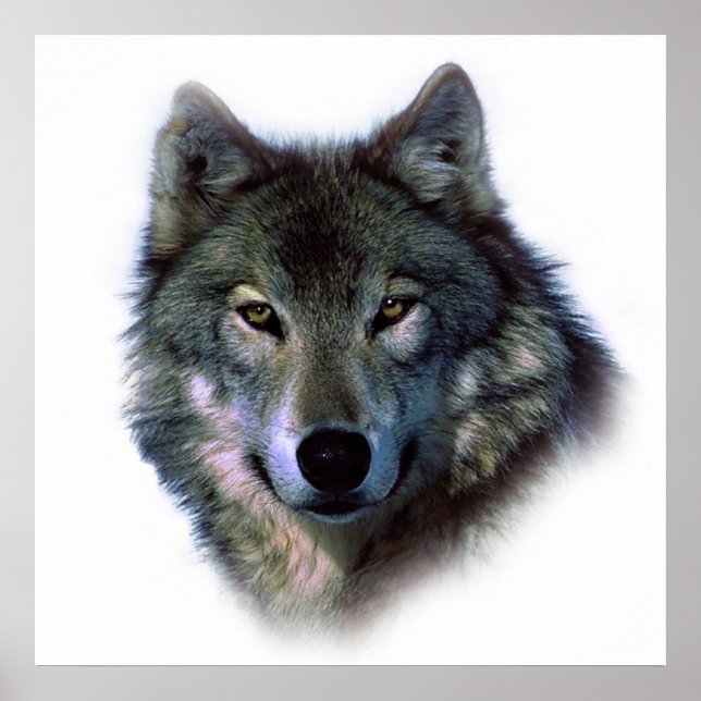 Einzigartiges Wolf Artwork Motivierend Freedom Pos Poster (Vorne)