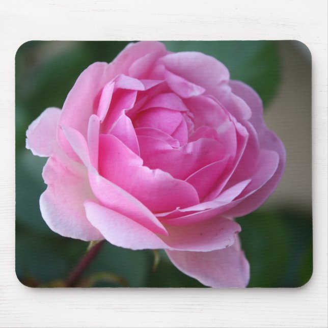 Einzige rosa Rose Mousepad (Vorne)
