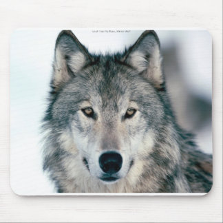 Einziges grauer Wolf mousepad