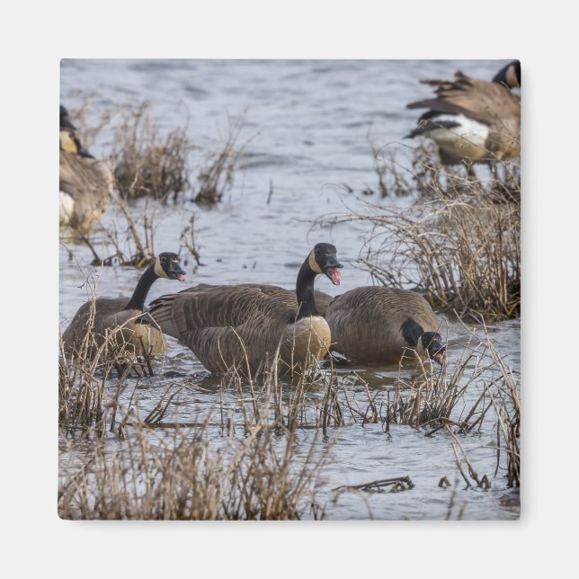 Einzug Magnet (Vorne)