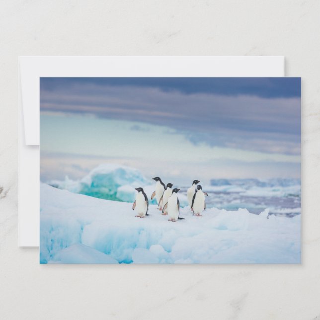 Eis und Schnee | Adelie Penguins Antarktis Dankeskarte (Vorderseite)