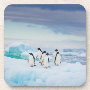 Eis und Schnee   Adelie Penguins Antarktis Getränkeuntersetzer