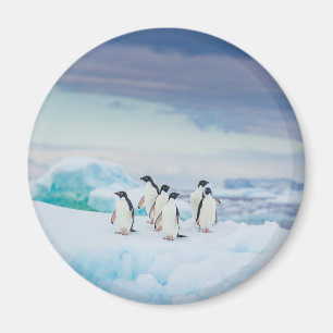 Eis und Schnee   Adelie Penguins Antarktis Magnet