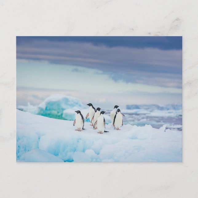 Eis und Schnee | Adelie Penguins Antarktis Postkarte (Vorderseite)