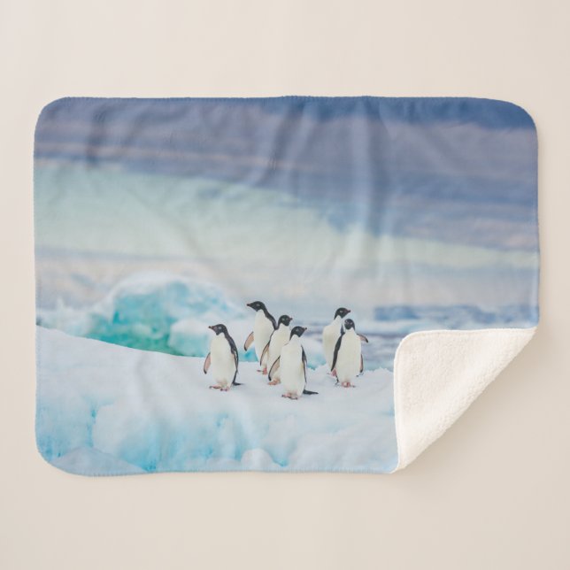 Eis und Schnee | Adelie Penguins Antarktis Sherpadecke (Vorderseite (Horizontal))