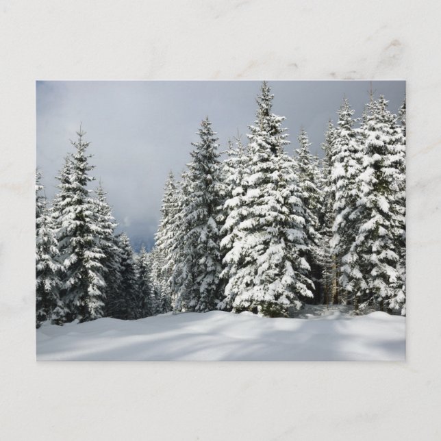 Eis und Schnee | Pine Woodland, Österreich Postkarte (Vorderseite)