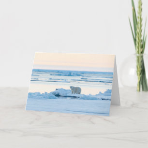 Eis und Schnee   Polar Bear Iceberg Norwegen Karte