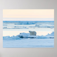Eis und Schnee | Polar Bear Iceberg Norwegen