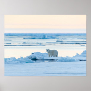 Eis und Schnee   Polar Bear Iceberg Norwegen Poster