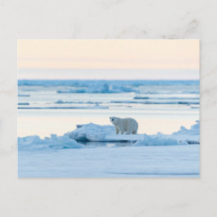 Eis und Schnee   Polar Bear Iceberg Norwegen Postkarte