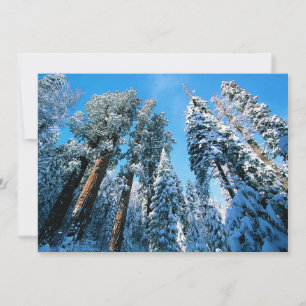 Eis und Schnee Sequoia National Park, Kalifornie Dankeskarte