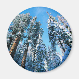 Eis und Schnee   Sequoia National Park, Kalifornie Magnet