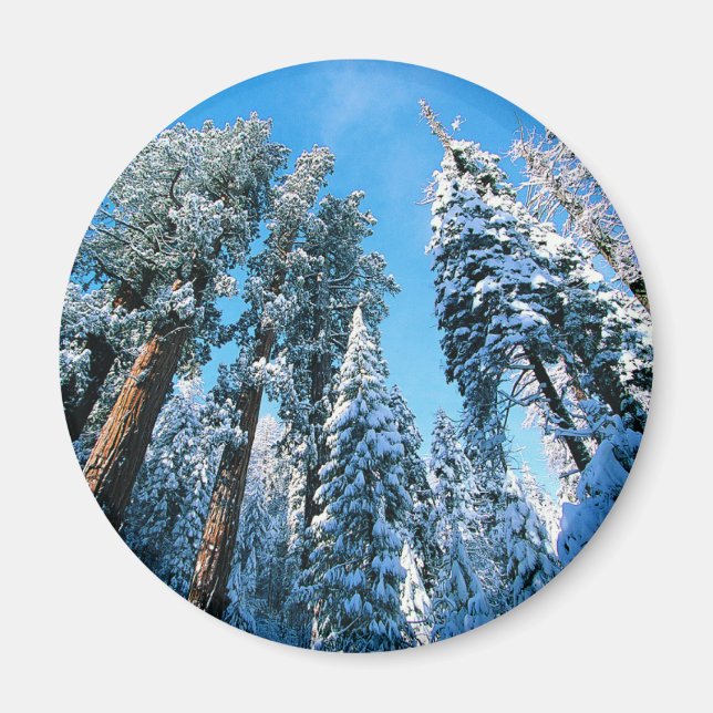 Eis und Schnee | Sequoia National Park, Kalifornie Magnet (Vorne)