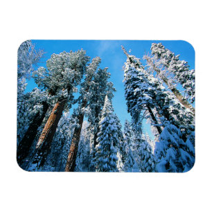 Eis und Schnee   Sequoia National Park, Kalifornie Magnet