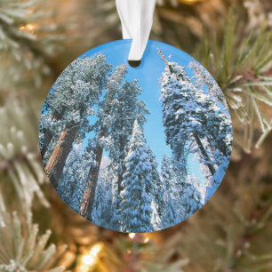 Eis und Schnee   Sequoia National Park, Kalifornie Ornament