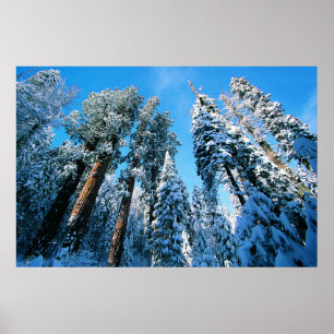 Eis und Schnee   Sequoia National Park, Kalifornie Poster