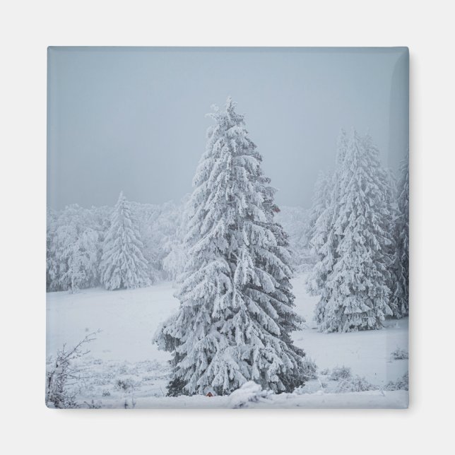Eis und Schnee | Wald, Schweizer Alpen Magnet (Vorne)