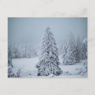 Eis und Schnee   Wald, Schweizer Alpen Postkarte