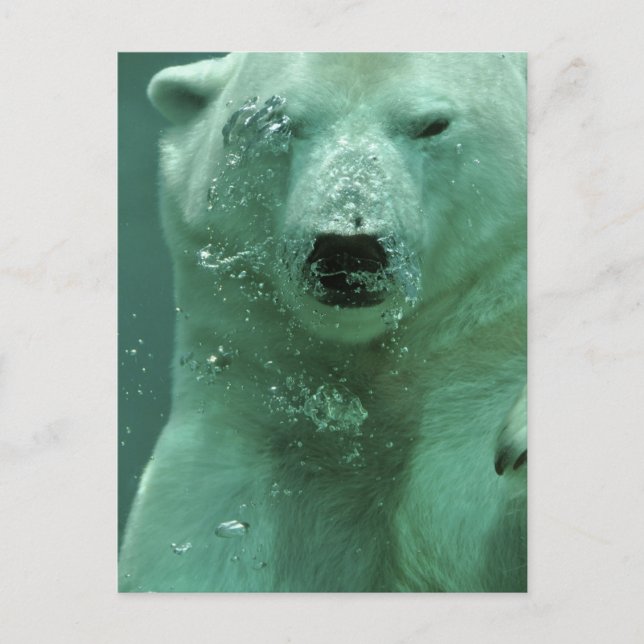 Eisbär-4069 Postkarte (Vorderseite)