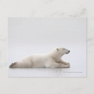 Eisbär auf einem Eissee Postkarte