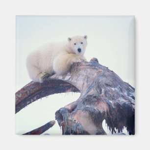Eisbär auf einem Oberkieferknochen eines Grönlandw Magnet