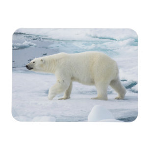 Eisbär beim Gehen, Norwegen Magnet