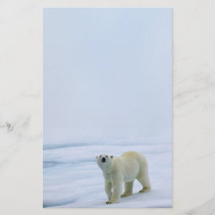 Eisbär-Briefpapier Briefpapier