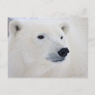 Eisbär Churchill Postkarte