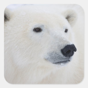 Eisbär Churchill Quadratischer Aufkleber