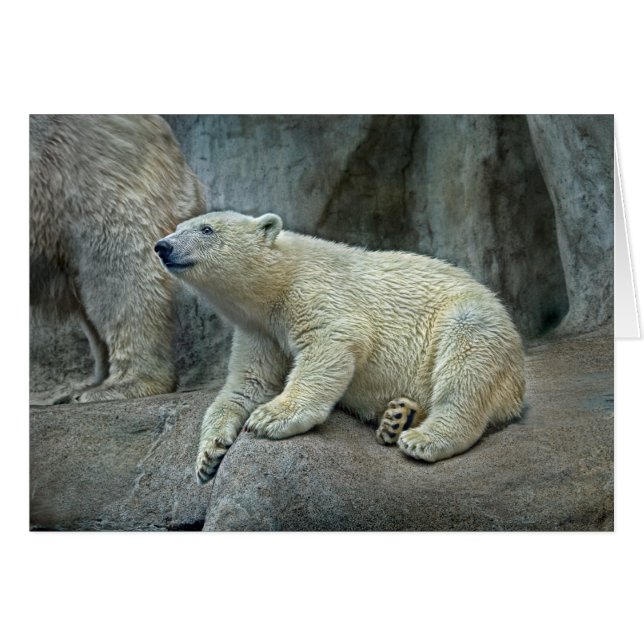 Eisbär CUB #1 (Vorderseite (Horizontal))