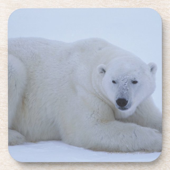 Eisbär, der im Schnee stillsteht Getränkeuntersetzer (Vorderseite)