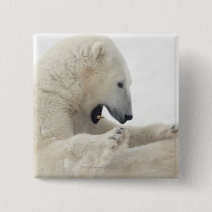 Eisbär, der in einem Kampf mit einem anderen Bär Button
