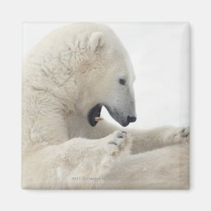 Eisbär, der mit einem anderen Bären kämpft Magnet