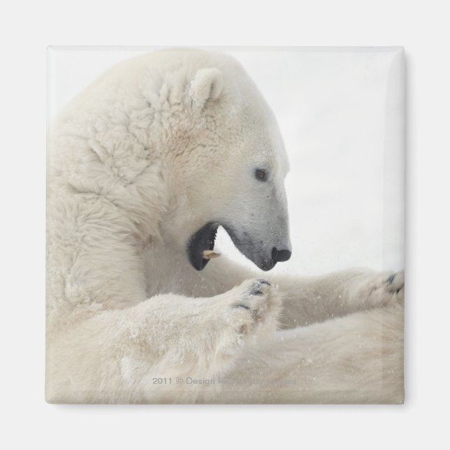 Eisbär, der mit einem anderen Bären kämpft Magnet (Vorne)